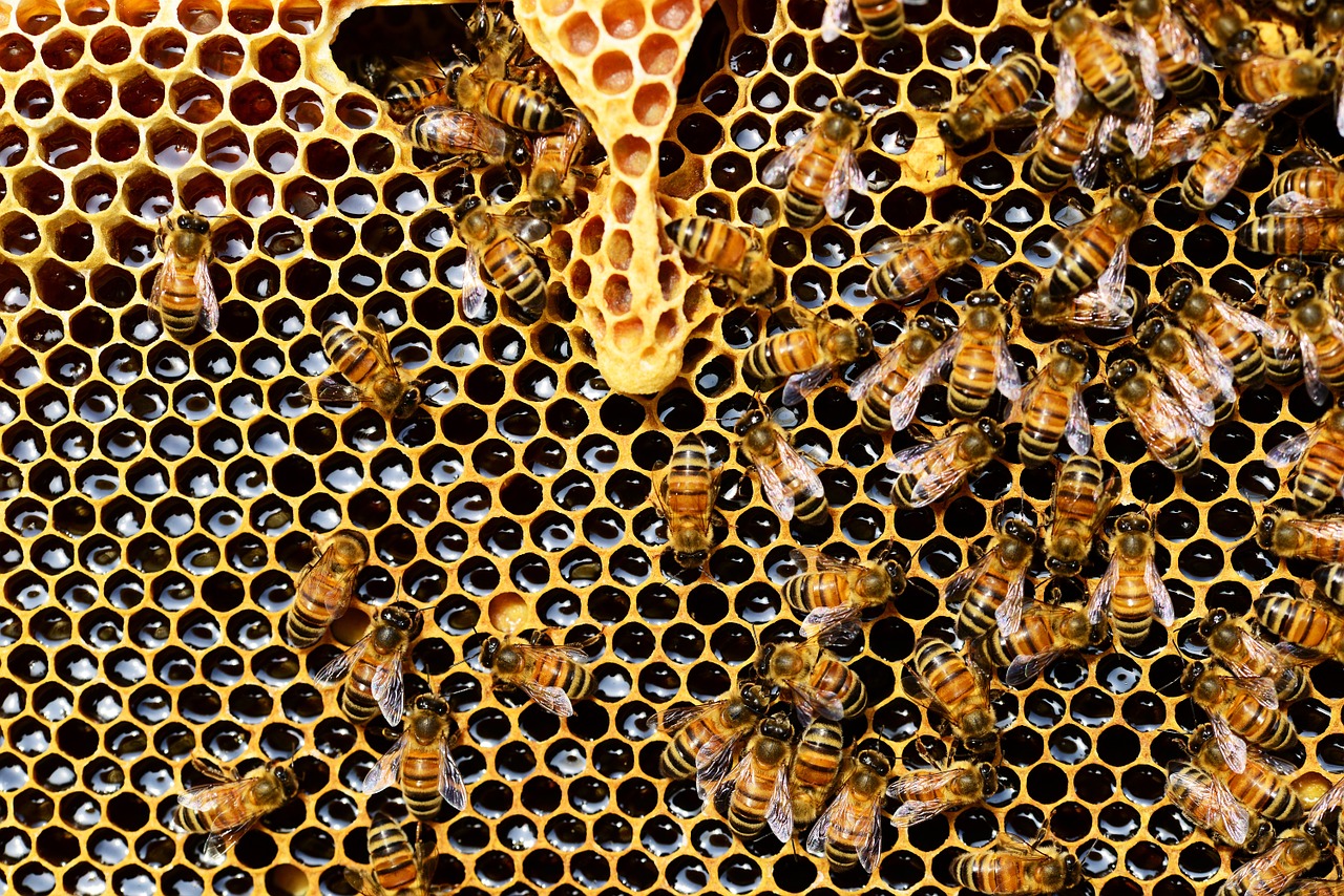 Niezbędny sprzęt dla pszczelarza