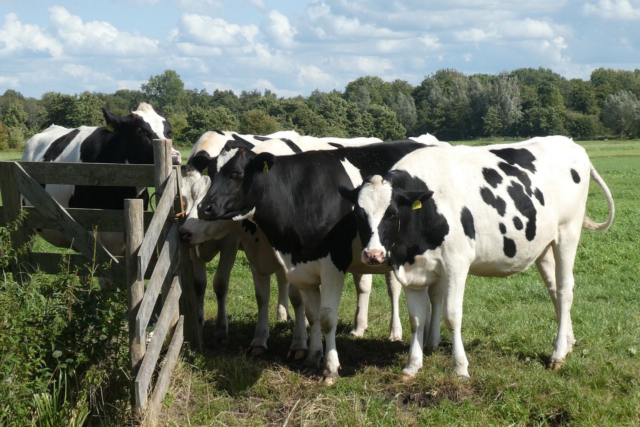 Krowy i gospodarstwo – jak zadbać o te zwierzęta?